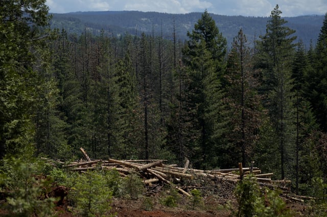 Cut down trees are visible at the site of a timber sale in the Tahoe National Forest, Tuesday, June 6, 2023, near Camptonville, Calif. (AP Photo/Godofredo A. Vásquez)