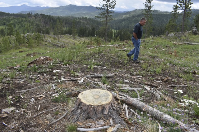 Blaine Cook, a retired U.S. Forest Service forest management scientist, walks through a logging site in the Black Hills National Forest, on July 14, 2021, near Custer City, S.D. Cook said his monitoring work last decade showed too many trees were being cut from the forest. (AP Photo/Matthew Brown)