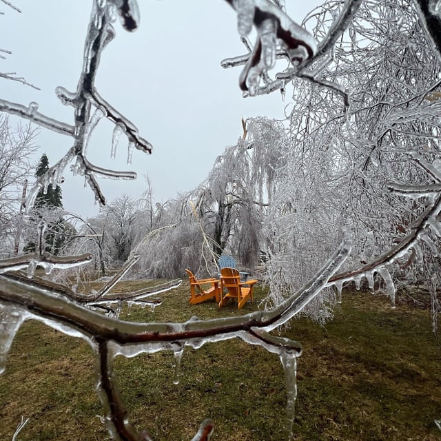 Premier Doug Ford is set to visit some areas affected by prolonged power outages since a powerful ice storm hit central and northern Ontario over the weekend. Ice covered trees branches are shown in Meaford, Ontario on Sunday March 30, 2025. THE CANADIAN PRESS/HO-Becky Holvik *MANDATORY CREDIT *
