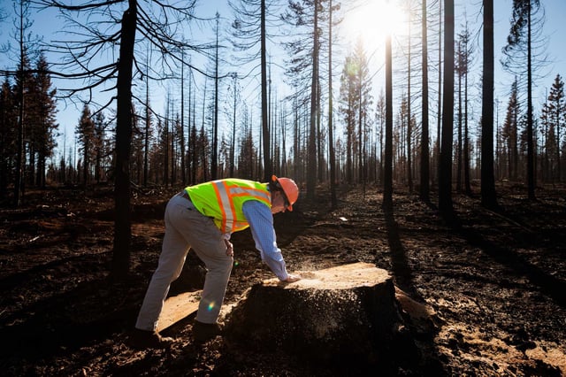 In a move that could substantially reshape California’s natural landscape, the U.S. Department of Agriculture issued an emergency order Friday to accelerate timber harvesting across nearly 113 million acres of national forests.