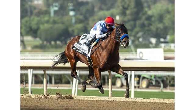 Barnes and jockey Juan Hernandez win the San Vicente Stakes on Jan. 4, 2025, at Santa Anita Park. (Benoit Photo)