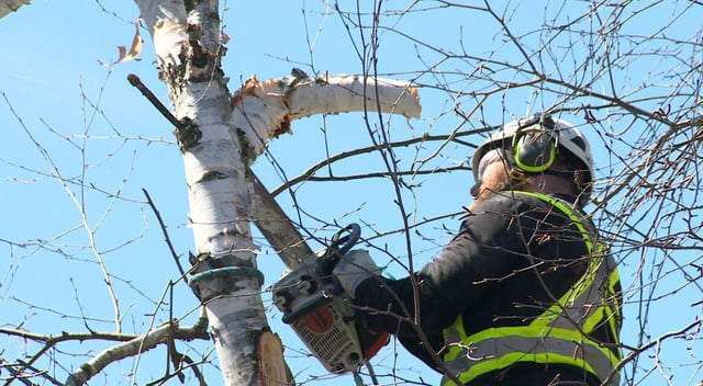 Researchers say less trees may translate to higher temperatures, and a higher risk of flooding in urban areas.