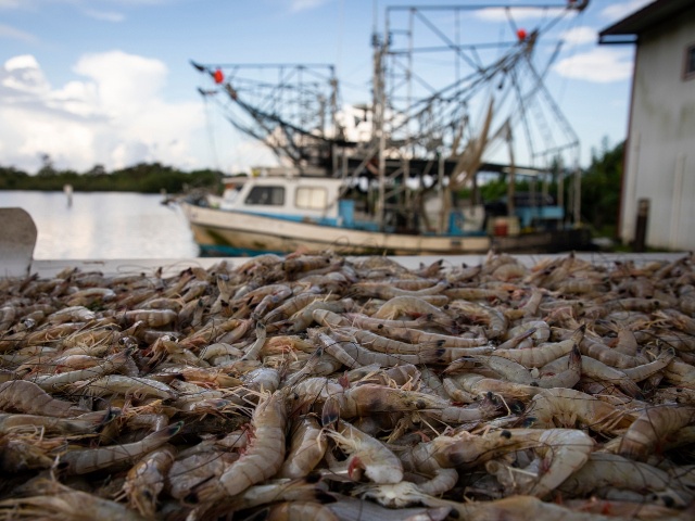 PLAQUEMINES PARISH, LA - AUGUST 27: Nearly 600 pounds of shrimp from Acy Cooper's shrimp trawler are cleaned and weighed at a seafood dealer following a 12 hour plus overnight shift of shrimping on August 27, 2019 off the coast of Plaquemines Parish, Louisiana. The Cooper family are four generations of fishermen and shrimping is their family tradition. With the Mississippi River at historically high water levels earlier this year due to severe flooding in the Midwest, the opening of the Bonnet Carre Spillway in southern Louisiana has flooded the saltwater marshes with fresh water. The fresh water has driven crabs, shrimp and fish out of bays and marshes and out further to sea into saltier water where they can survive. According to a release from the Louisiana Department of Wildlife and Fisheries, the spring shrimp season catch was down over 60 percent compared to the five-year average putting a strain on the fishermen who make their livelihood on the water. (Photo by Drew Angerer/Getty Images)