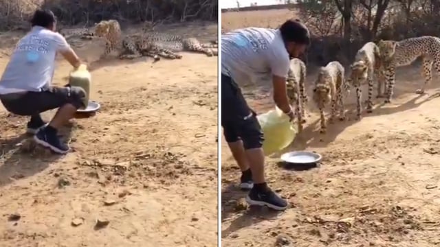 A video of an MP villager offering water to cheetahs drew mixed reactions.
