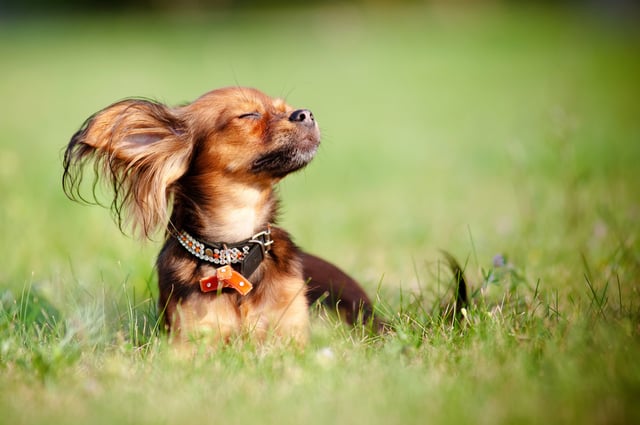 Chien qui profite au soleil.