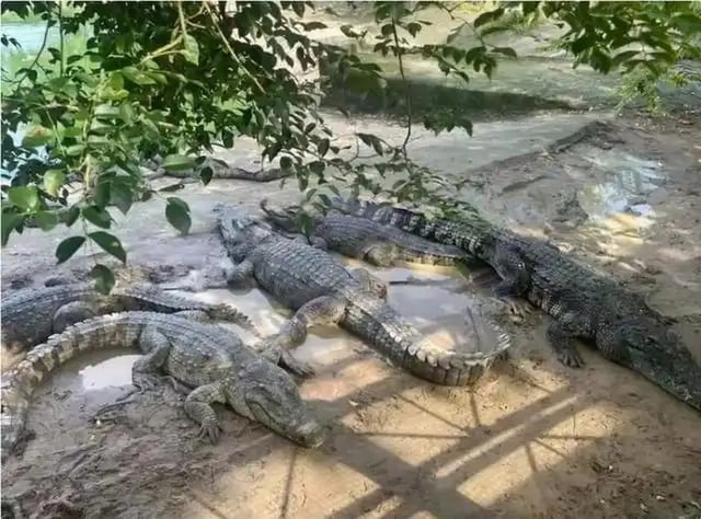 While the crocodile auction has attracted widespread interest online, the court is yet to receive a bid. Photo: Baidu