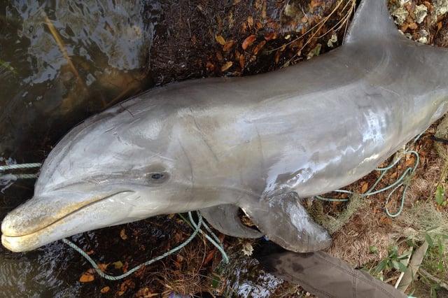 Image of a stranded dolphin from Florida's Indian River Lagoon. © Hubbs-SeaWorld Research Institute. Stranding response conducted under a Stranding Agreement