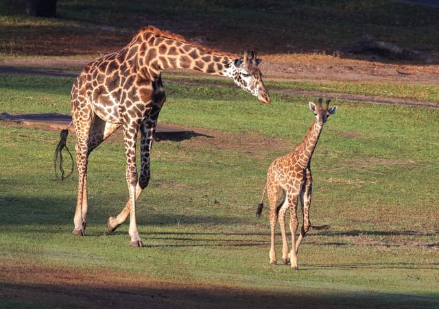 Tucker, the baby Masai giraffe born at Disney’s Animal Kingdom on Feb. 13, makes his debut in the park’s Harambe Wildlife Reserve, as one of his aunts hovers nearby, Monday, April 7, 2025. Tucker is the first giraffe calf born at Walt Disney World since 2021. (Joe Burbank/Orlando Sentinel)
