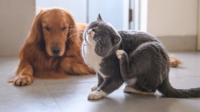 An insecticide used in flea and tick treatments for pets was found in Chichester and Langstone harbours on the south coast at concentrations that could harm aquatic life