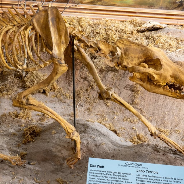 Forscher beleben ausgestorbenen Dire Wolf wieder.