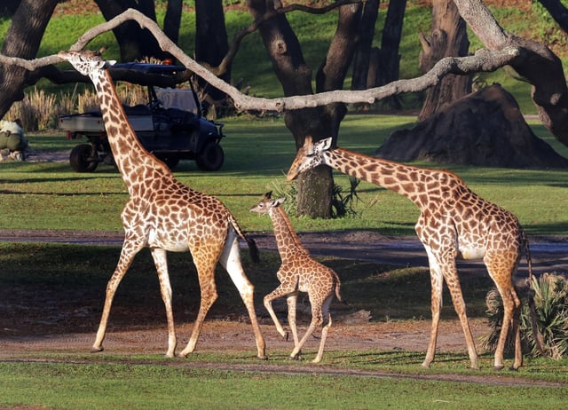 Tucker, the baby Masai giraffe born at Disney’s Animal Kingdom on Feb. 13, makes his debut in the park’s Harambe Wildlife Reserve, with mom Mara, left, and other members of the herd on Monday. (Joe Burbank/Orlando Sentinel)