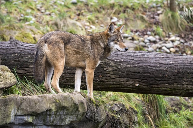 Rotwolf
