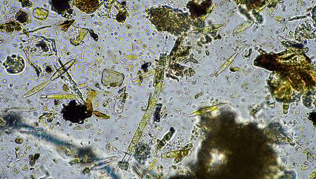 "Living Skin": New Category Of Microbes Found To Dominate Earth's Critical Zone