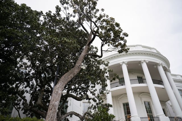 A southern magnolia tree, believed to have been planted by former President Andrew Jackson, which is scheduled to be taken down, on the South Lawn of the White House in Washington, D.C., April 6, 2025.