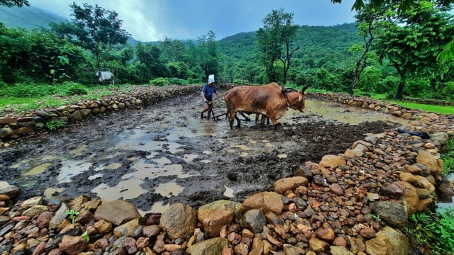 The season is expected to lead to 103% (±5%) of the long period average (LPA) amount of rain. Last year’s monsoon was above normal at 108% of the LPA. (HT PHOTO)