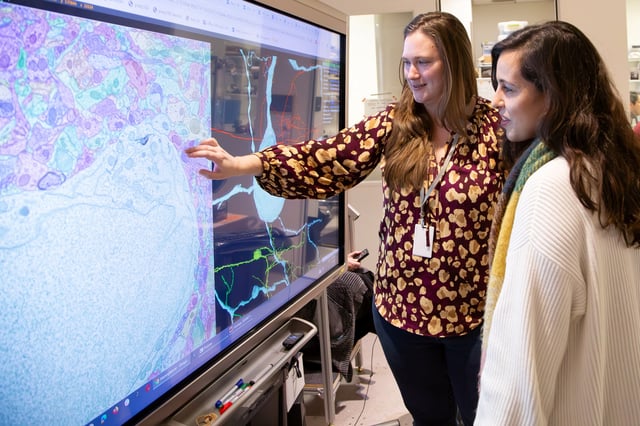 Researchers Bethanny Danskin and Leila Elabbady examine high-resolution brain imaging and corresponding neuronal reconstructions from the MICrONS dataset at an Allen Institute laboratory in Seattle, U.S., in this photograph released on April 9, 2025. Allen Institute/Handout via REUTERS    THIS IMAGE HAS BEEN SUPPLIED BY A THIRD PARTY. NO RESALES. NO ARCHIVES
