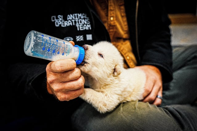 A genetically modified wolf pup, one of three successfully bred by reconstructing a genome from the ancient DNA of fossils from the long-extinct dire wolf, is bottle fed at 15 days old in north Texas, U.S.  Colossal Biosciences/Handout via REUTERS.