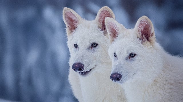 Romulus et Remus, les deux mâles «fabriqués» par la start-up américaine, à 3 mois.