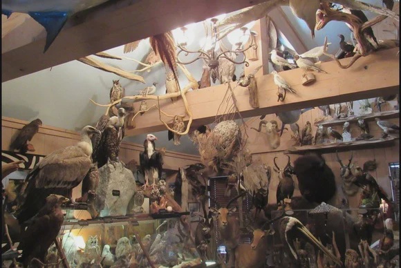 Some of John Waldrop's illegal bird collection