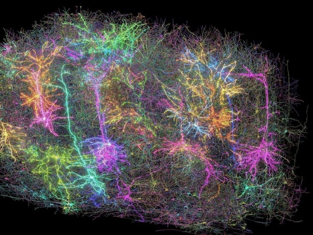Rendering of mouse brain particle