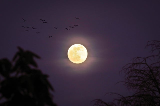 Stock image: A view of a Pink Moon lighting up a night sky in April 2021.
