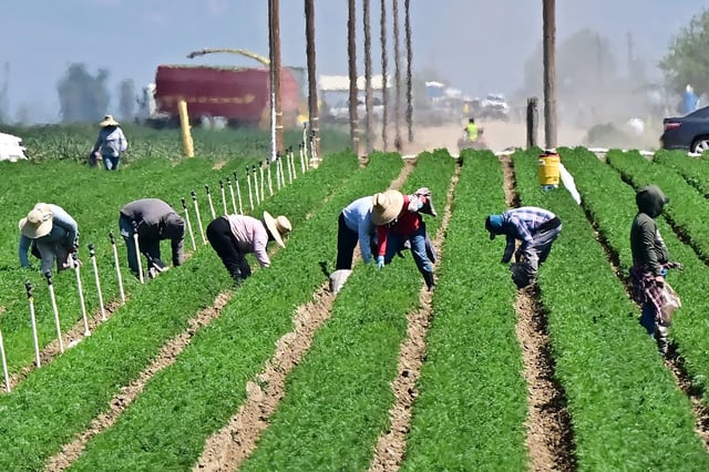 Farm workers south of Bakersfield, in Kern County, California's breadbasket, on April 9, 2025.