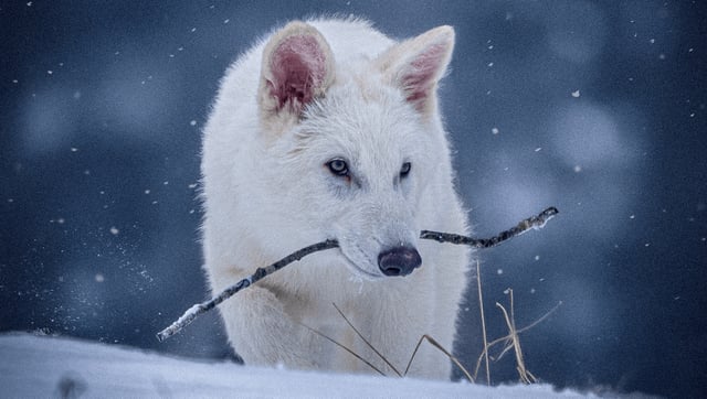Colossal Dire Wolf in the snow