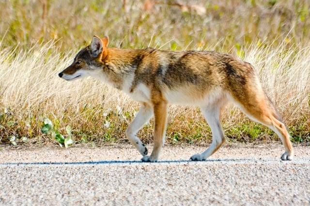 Some coastal coyotes, such as this one near Galveston, are linked genetically to the red wolf.