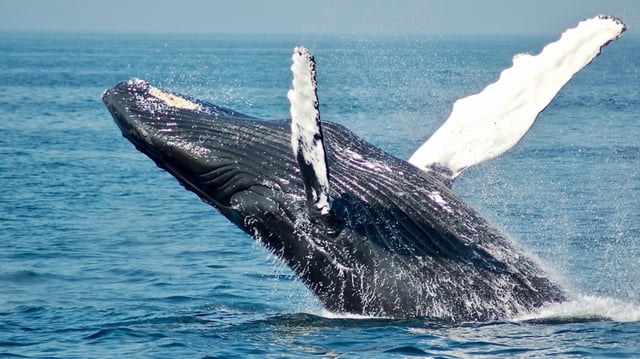 A dead whale washed ashore in Huntington Beach