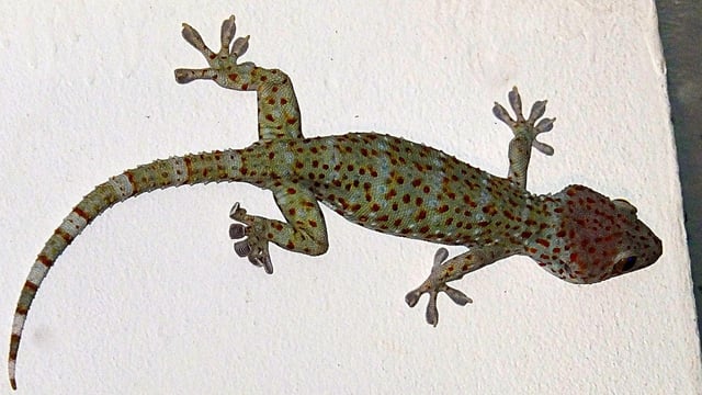  The species, found in Arunachal Pradesh and Assam, is protected by law. 