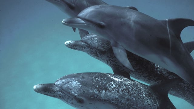 Atlantic spotted dolphins