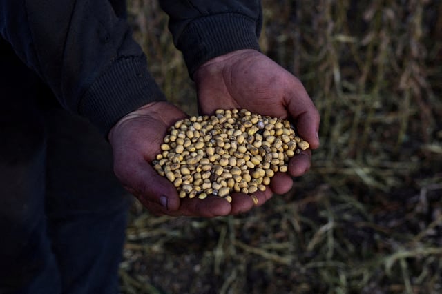 A man displays soybeans on his hand at a field in Pergamino, on the outskirts of Buenos Aires, Argentina, May 15, 2024. REUTERS/Matias Baglietto/File Photo