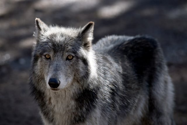 Cubs created by a biotechnology firm modified the genes from a grey wolf, an example of which is seen in this 2023 photo