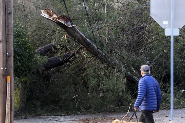 FILE - A man looks at a tree that fell on power lines during a major storm in Issaquah, Wash., on Friday, Nov. 22, 2024. (AP Photo/Manuel Valdes,File)