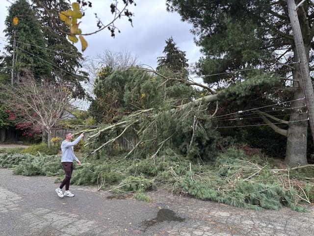 Brett Gordon of Seattle points to where a large branch sheared from a tree during Tuesday night&#39;s bomb cyclone weighing down power lines in the Wedgwood neighborhood of Seattle, Wed. Nov. 20, 2024.