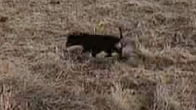 A trap upgrade could finally end the mission to capture Valerie — the miniature dachshund who has been missing on Kangaroo Island for more than a year.