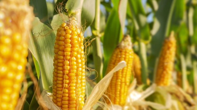 The corn plant in the field