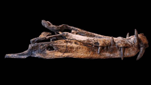 "For A While, Crocodile": How Do Crocodylomorphs Keep Surviving Mass Extinctions?