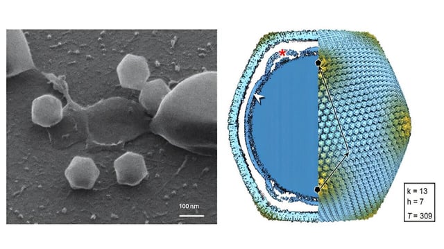 Images of Jyvaskylavirus. The virus particle is about twice the size of influenza or coronavirus.