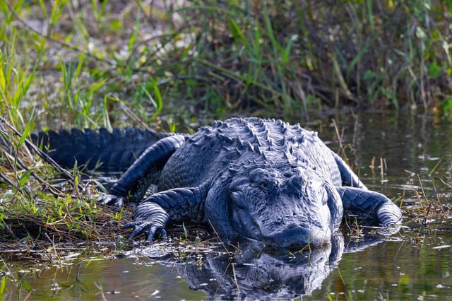 © ranchorunner via Shutterstock