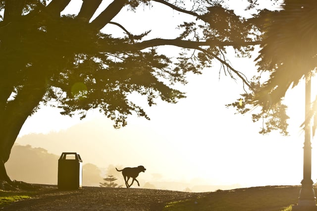FILE: A dog runs up a pathway in Alamo Square Park at sunset in San Francisco.