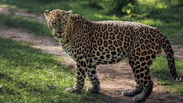 The eight cheetahs will be brought in from Botswana in 2 photos