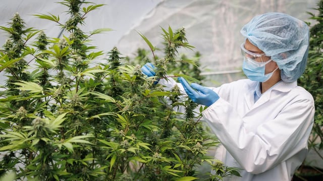 There was a consensus that cannabis could treat symptoms such as nausea, appetite loss and pain, the study found
