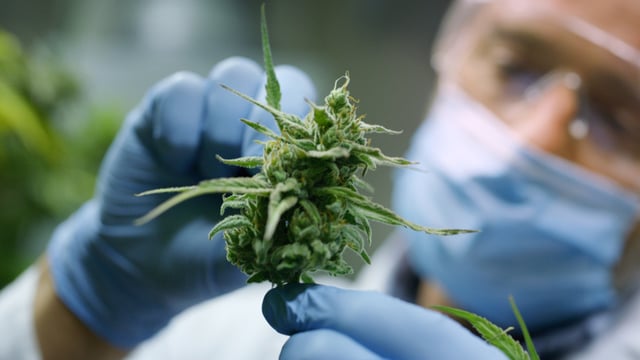 Medical cannabis shows promise.