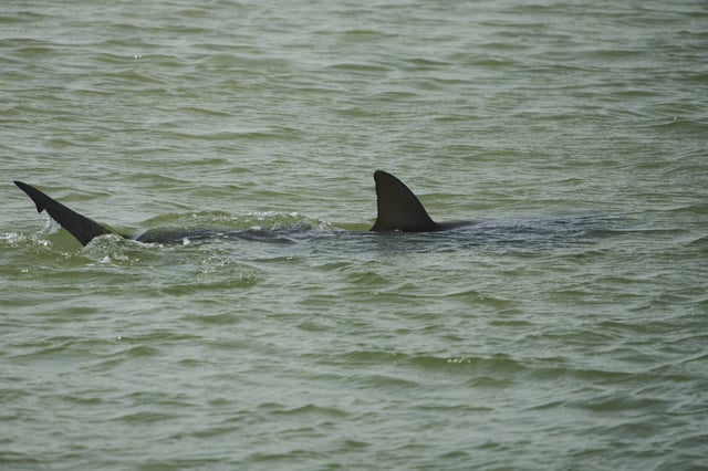 A shark swims in Mediterranean Sea as Israeli police are looking area for a swimmer who they fear was attacked by a shark on Monday, near the Israeli city of Hadera, Tuesday, April 22, 2025.