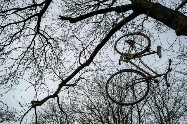 Ein Fahrrad hängt hoch oben in einem Baum in den Ästen