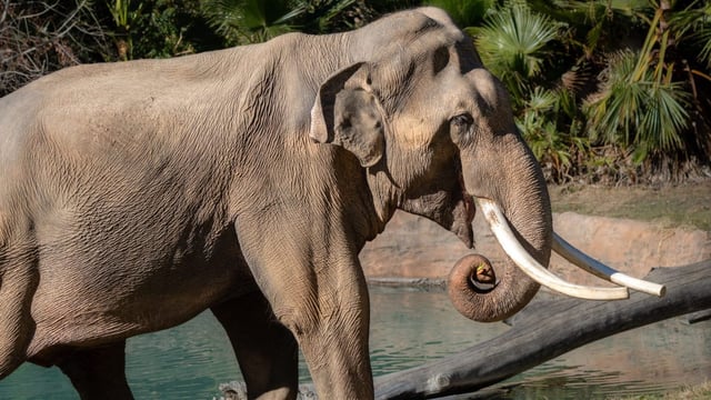 Asian elephant Billy is seen at the L.A. Zoo. (Photo by Jamie Pham/Courtesy of the L.A. Zoo)