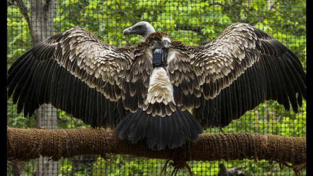 A white-rumped vulture, a critically endangered species of birds, at Jatayu Conservation Breeding Centre, in Pinjore, Haryana. (PTI)