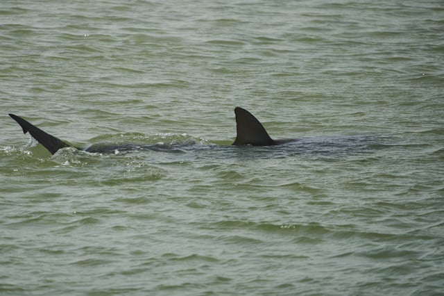 A shark swims in Mediterranean Sea as Israeli police are looking area for a swimmer who they fear was attacked by a shark on Monday, near the Israeli city of Hadera, Tuesday, April 22, 2025. (AP Photo/Ariel Schalit)