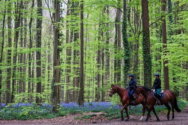 Two women ride horses in a path full of bluebells, also known as wild hyacinth, in the Hallerbos forest, south of Brussels, Belgium, on Tuesday, April 22, 2025. (AP Photo/Virginia Mayo)